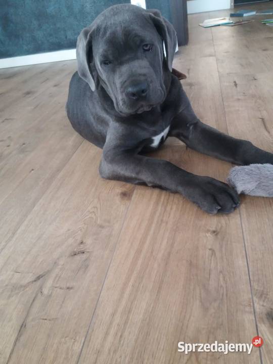 Szczeniak Cane Corso Blue lubelskie Bełżyce