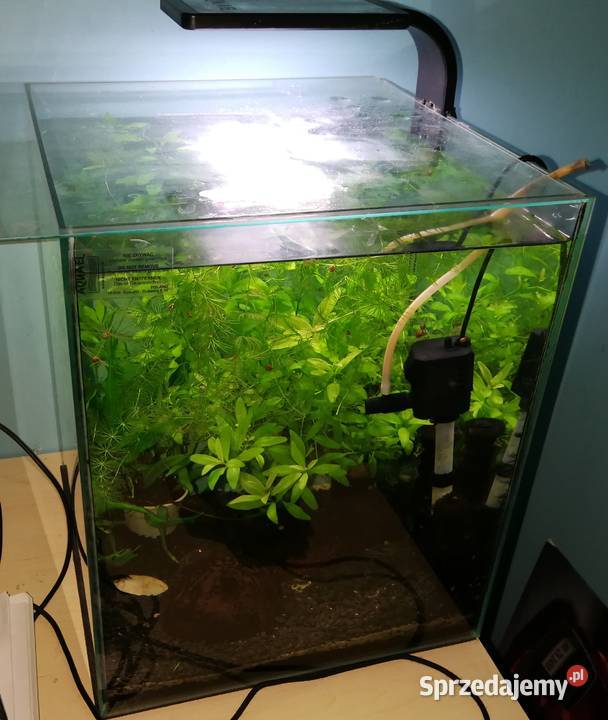 Akwarium aquael 33 litry z roslinkami i rybami Zwierzęta