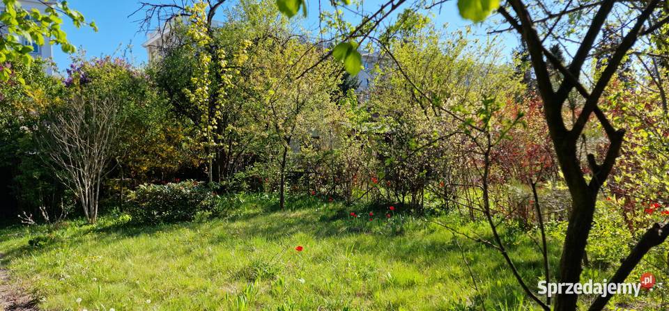 300 m zieleni na Mokotowie działka ROD z mazowieckie Warszawa sprzedam