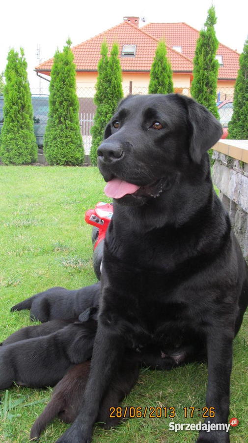 Labrador piesek z rodowodem i po ojcu Championie Sprzedajemy.pl