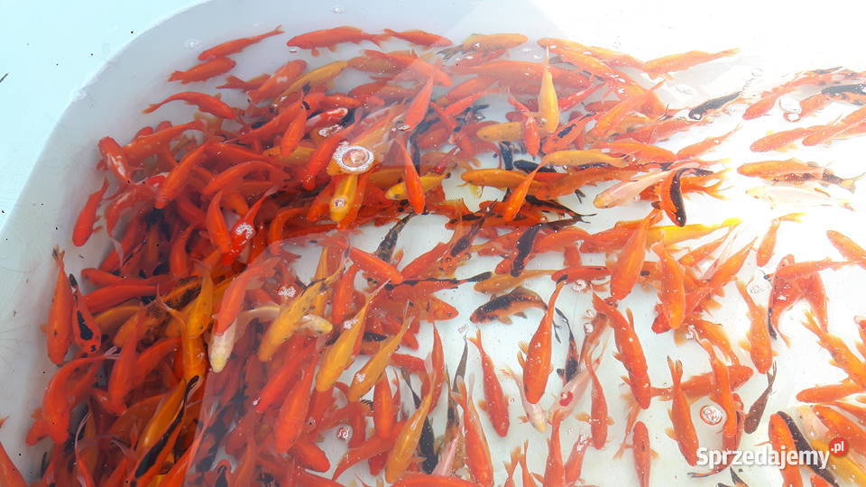 KARAŚ KOLOR KARP KOI AMUR TOŁPYGA LIN RYBY DO Łódź