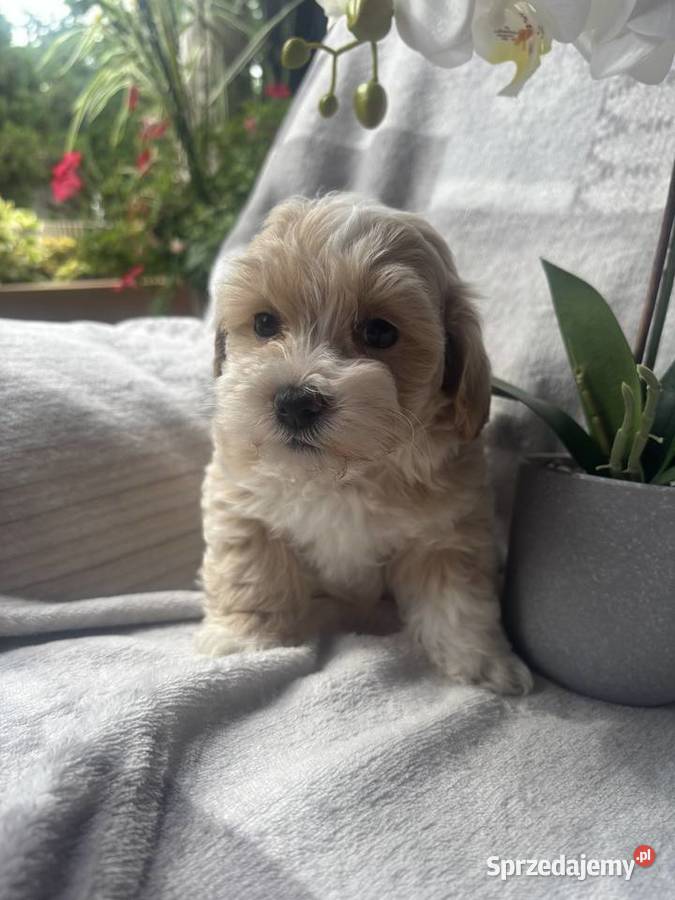 Maltipoo sunia F1 Częstochowa