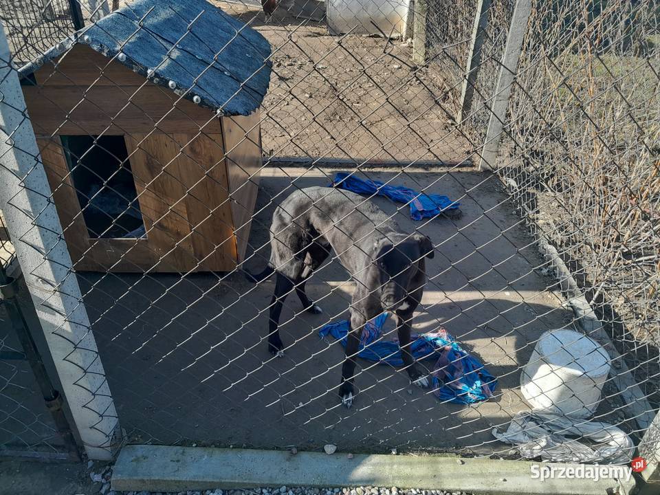 Pies chart Sadkowice