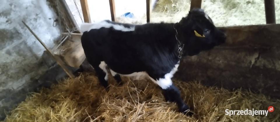 Cielaki dwie sztuki Tuczna