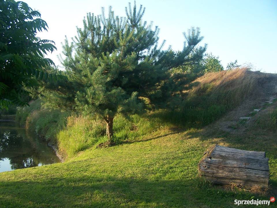 Sprzedam siedlisko Kalisz