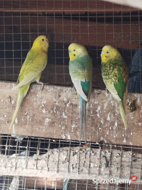 Sprzedam Nimfy Faliste Bukowiec