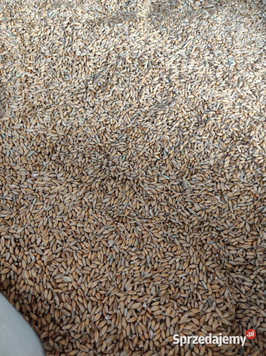 SPRZEDAM Pszenżyto ozime Paradyż sprzedam