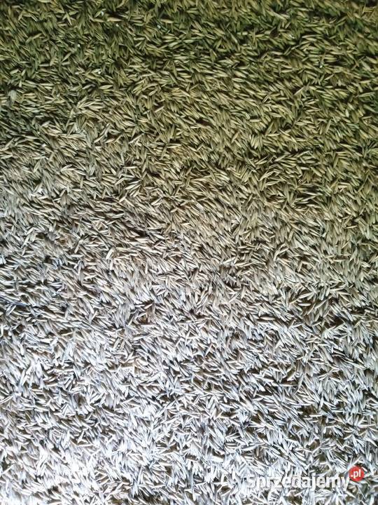 Owies Zboża Bronibór