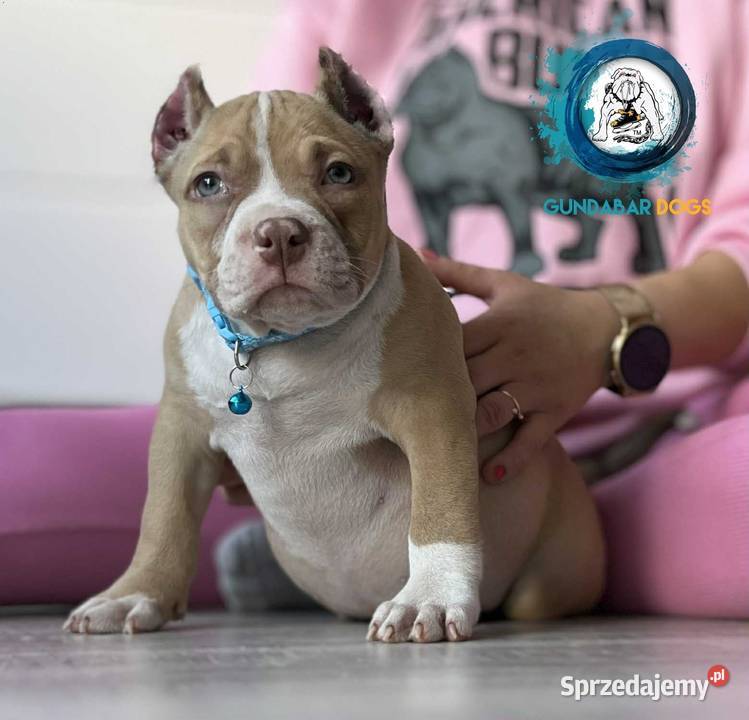 American Bully ABKC Gundabar Dogs Koło