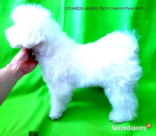 piękne szczenięta bichon frise rodowód FCI do Wrocław