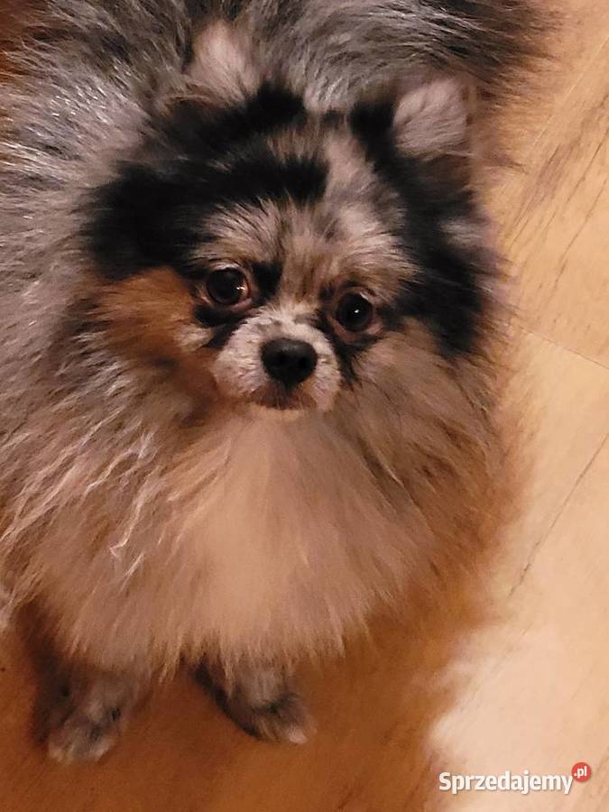 Szpic miniaturowy pomeranian śląskie Staromieście