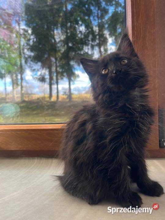 Maine Coon Sława sprzedam
