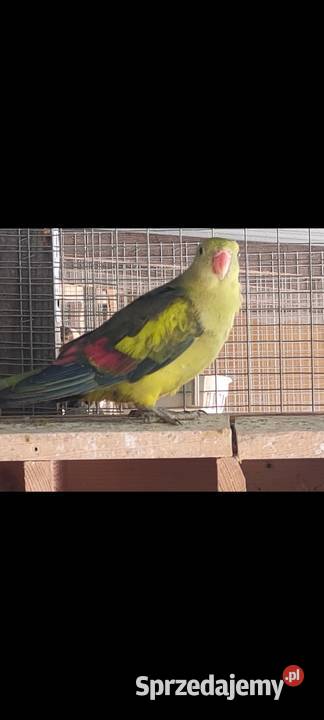 Papugi Rozelle gorskie baranandy