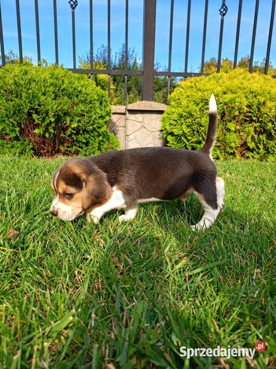 Śliczne Beagle metryka czip wyprawka łódzkie Poddębice sprzedam