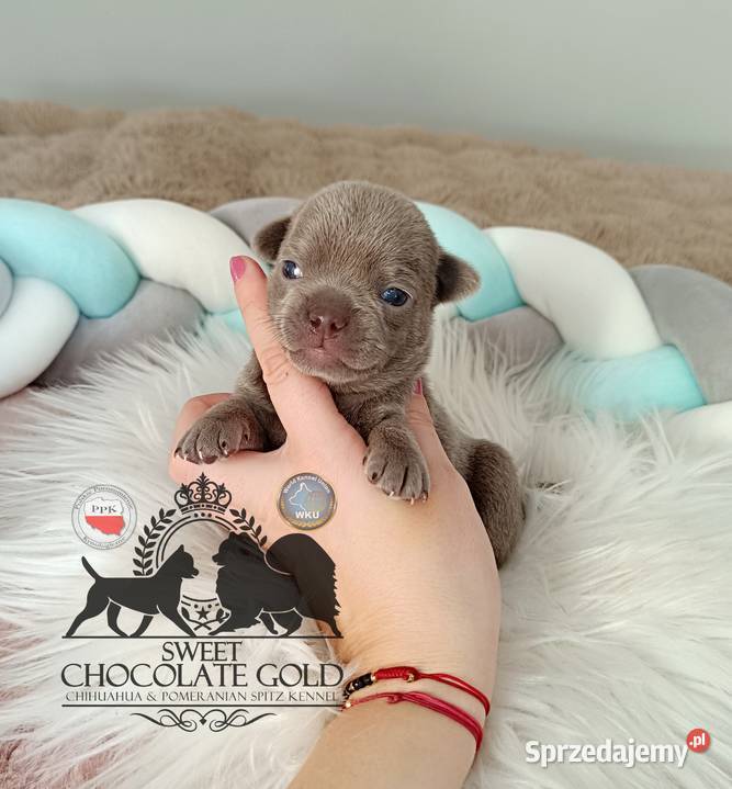 Chihuahua piesek liliowy krótkowłosy piękny Warszawa