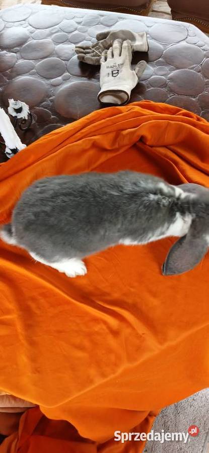 Króliki baranki francuskie Gryzonie Skarżysko-Kamienna