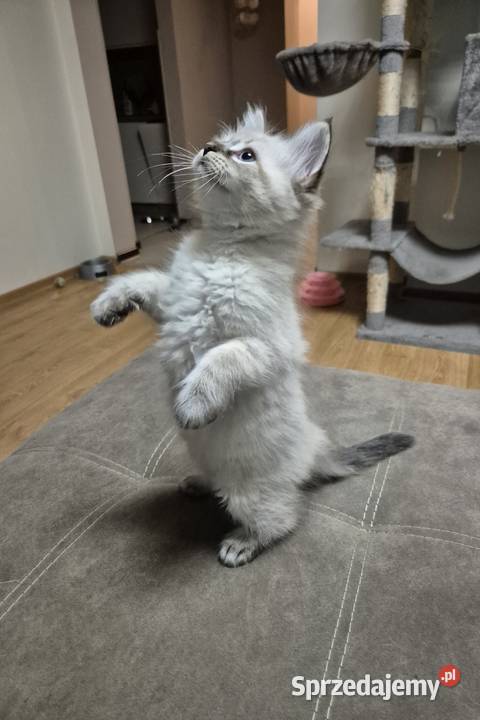 KOCUREK Neva Masquerade rodowód FPL Stary Broniszew