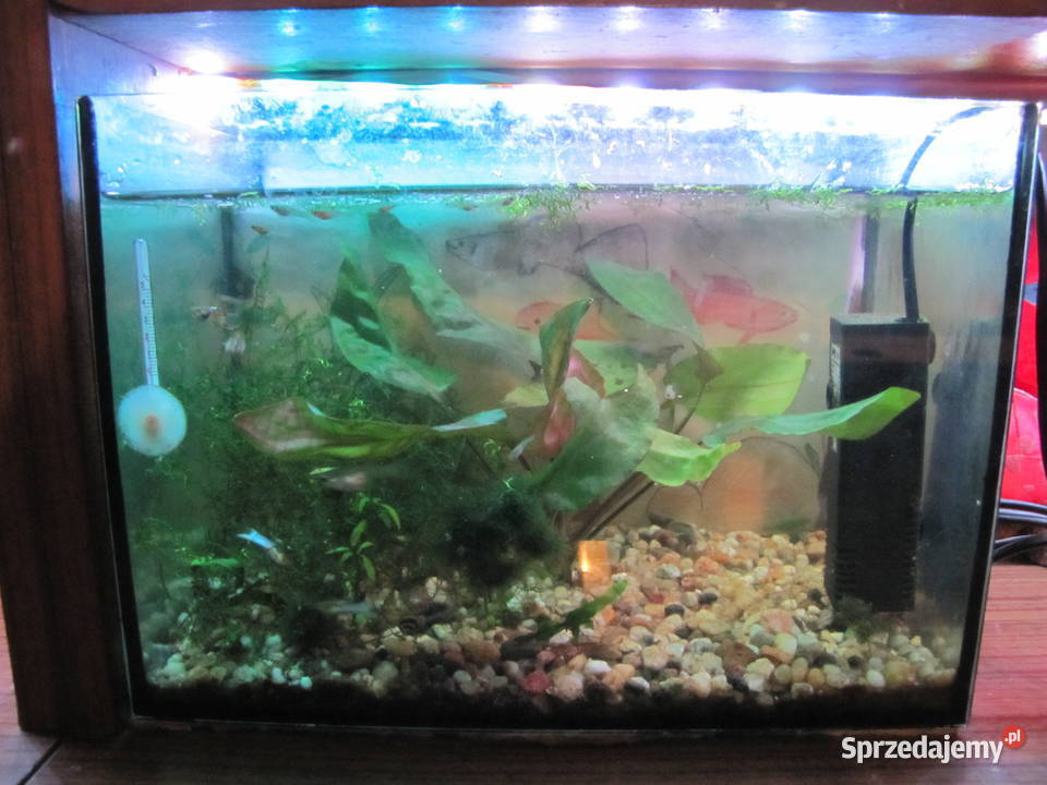 Małe akwarium z obsadą Toruń sprzedam