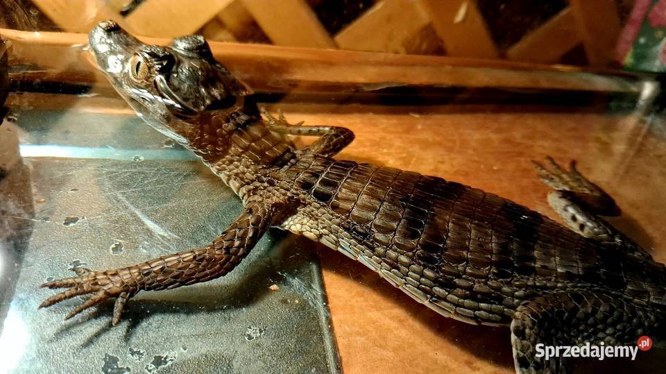 Sprzedam młode Kajmany okularowe Caiman sprzedam