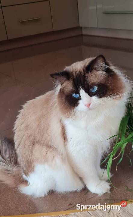 Kocurek ragdoll Ragdoll Kalisz