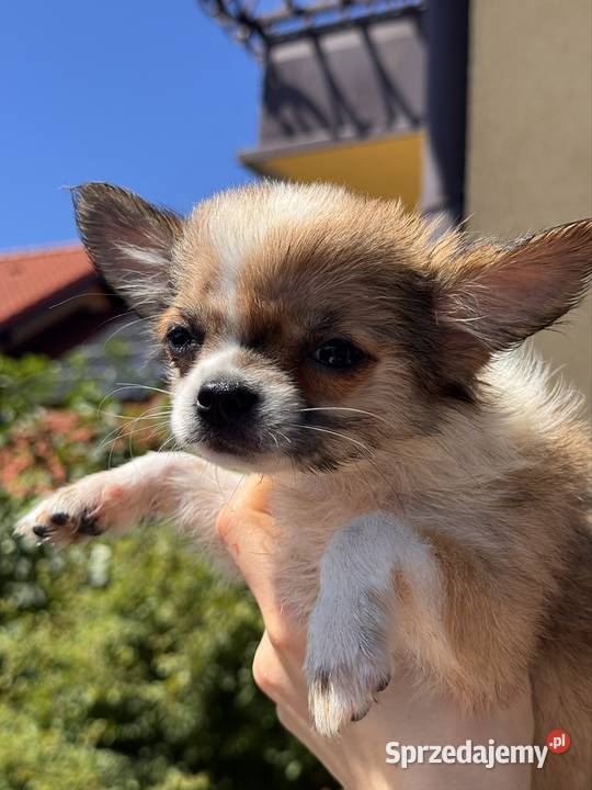 Chihuahua Bielsko-Biała