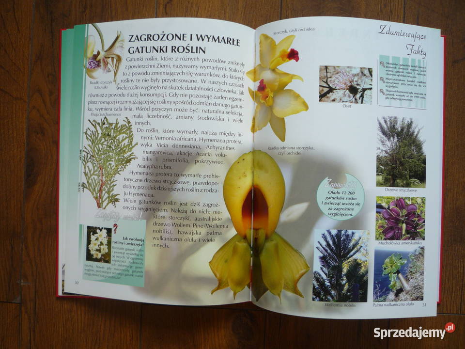 NOWA Ilustrowana encyklopedia Rośliny Książka