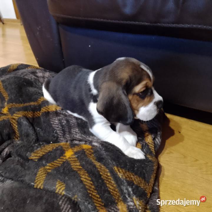 Sprzedam szczeniaka rasy Beagle Kutno