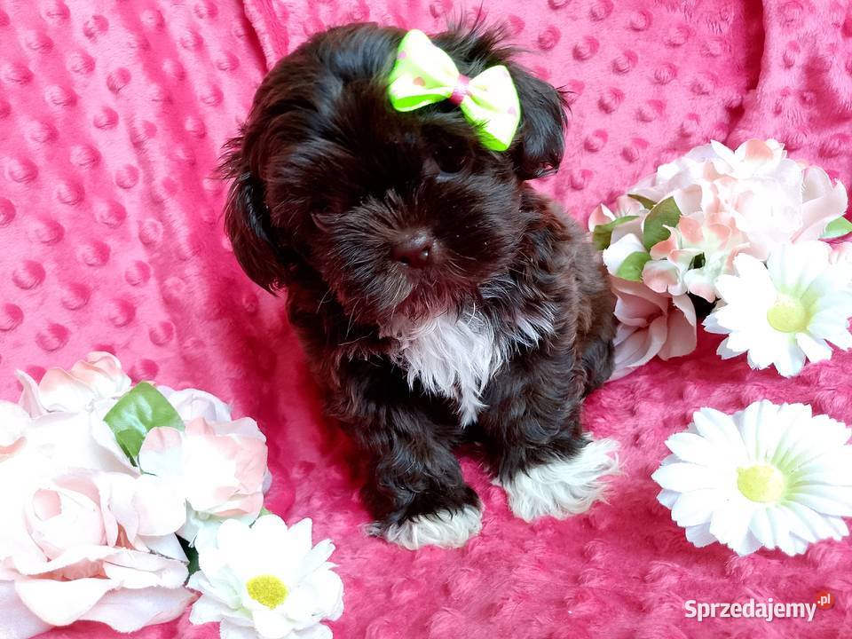 Gotowa do odbioru suczka rasy ShihTzu Byczyna