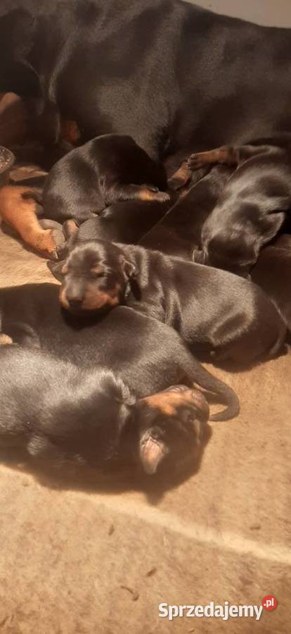 Doberman Szczeniaki Rezerwacia Zwierzęta dolnośląskie