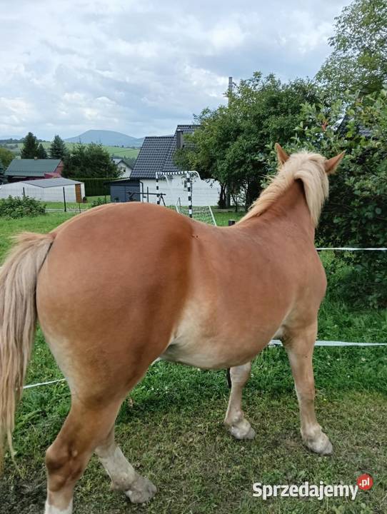 Sprzedam żrebicę zimnokrwistą Pogorzany