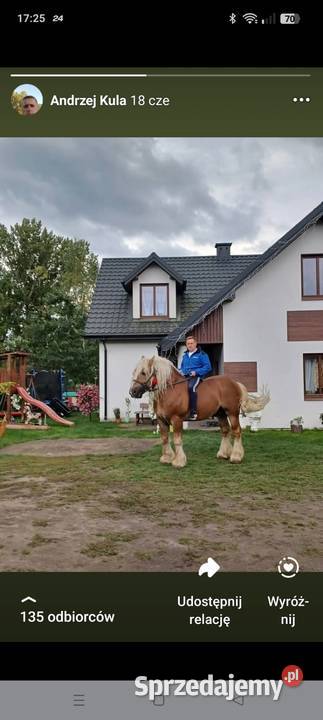 Konie zimnokrwiste Poizdów