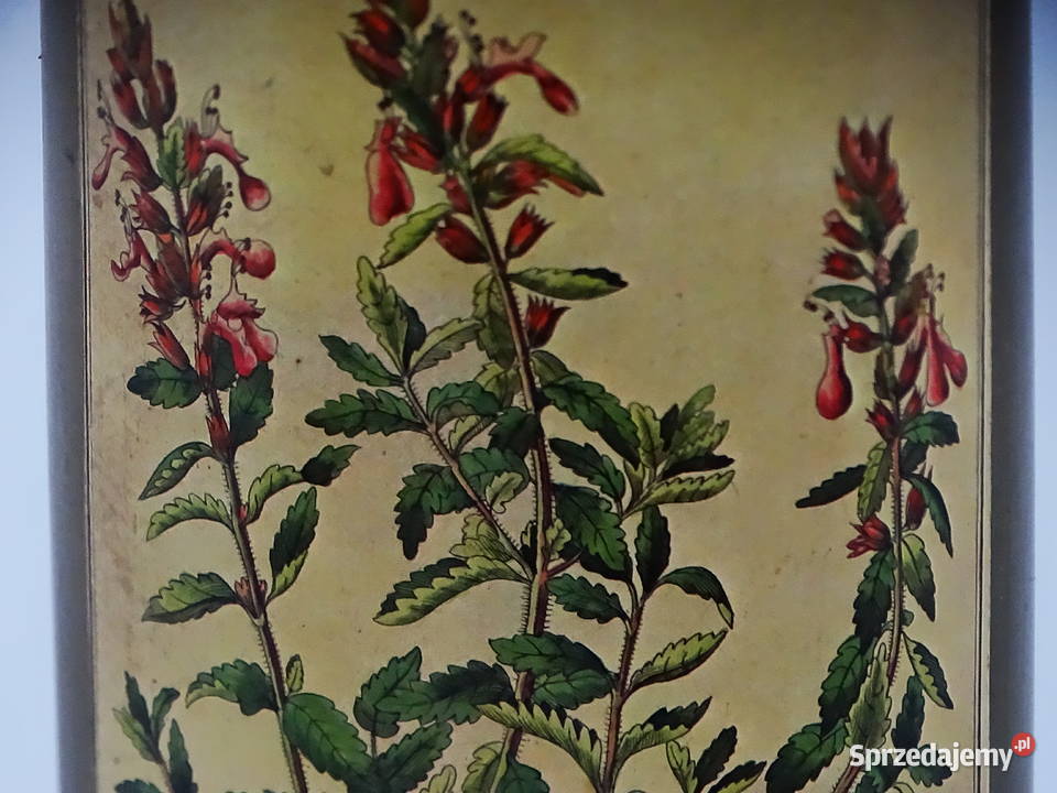 Zabytkowy pojemnik aptekarski z ilustracją Biłgoraj