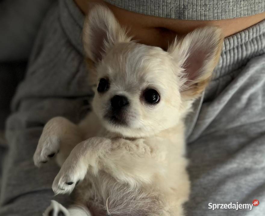Białokremowy chihuahua długowłosy zjawiskowej Solniczki