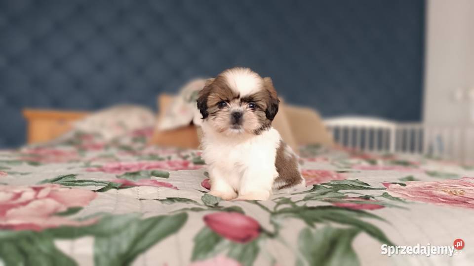 Szczeniaki shih tzu