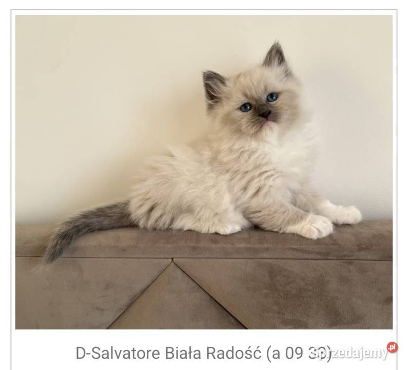 Koty syberyjskie kot syberyjski Neva masquerade sprzedam