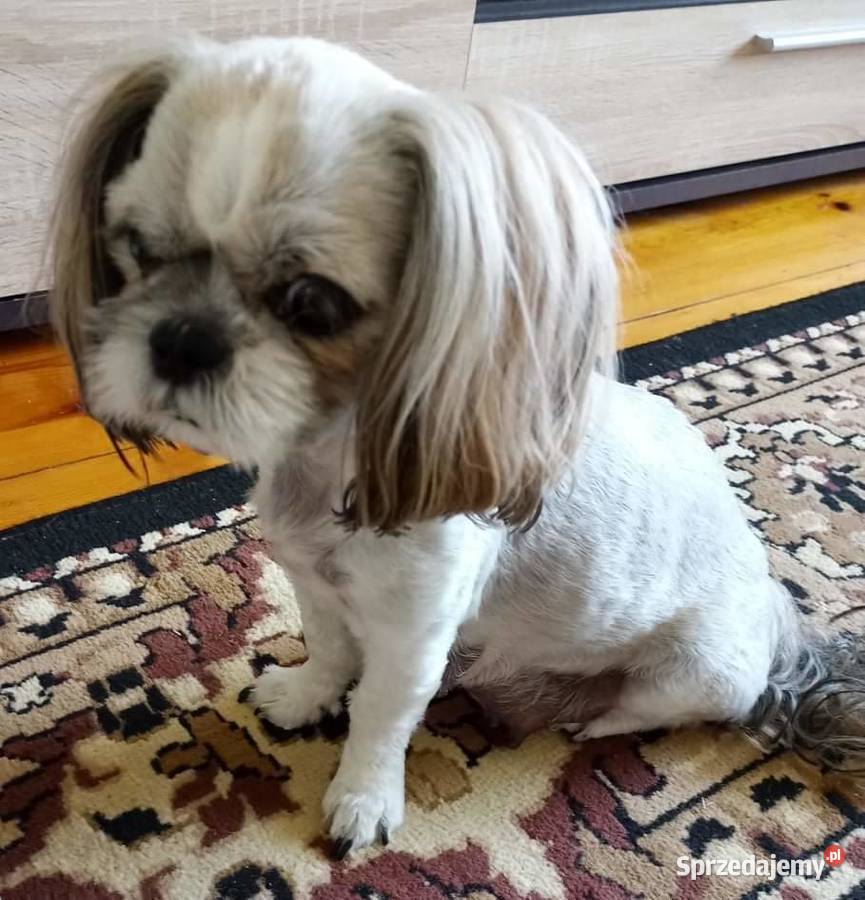 Szczeniaki shih tzu tricolor z rodowodem sprzedam