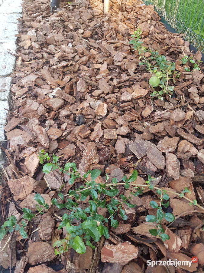 Kora sosnowa Ziemia uniwersalna Torf kwaśny Serock