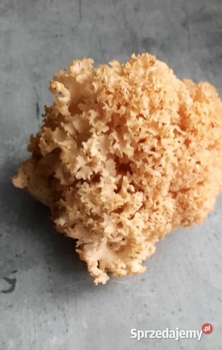 Siedzuń sosnowy suszony Koszalin