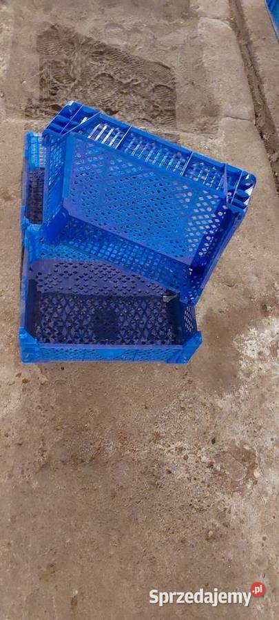 Skrzynki plastikowe pojemniki na pieczarki Czempiń