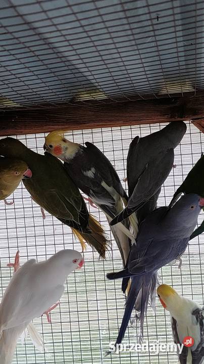 Papugi aleksandretty gorskie i inne Bełchatów