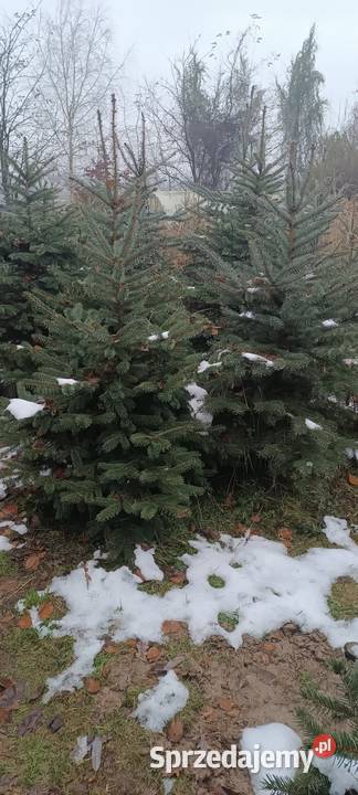 Choinki bożonarodzeniowe Lublin sprzedam
