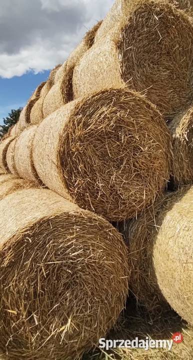 Bele słomy z pszenicy sprzedam