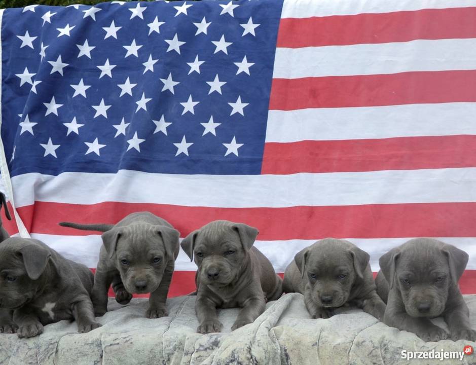szczeniaki amstaff bue z rodowodem ZPR Banino