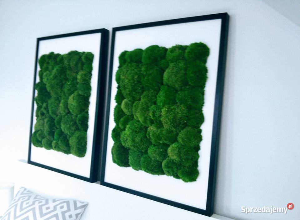 Dwa obrazy z mchem poduszkowym 50x70 w czarnej Kraków sprzedam