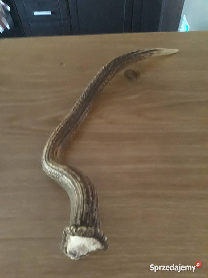 Poroże jelenia zrzuty brązowy Węgorzyno