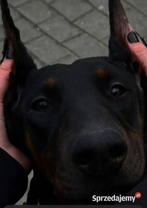 Dobermanka 2 lata prawie