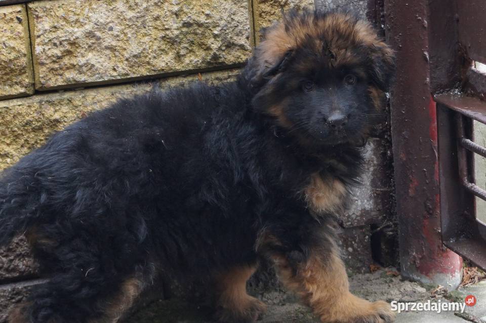 owczarek niemiecki szczeniaki długowłose z