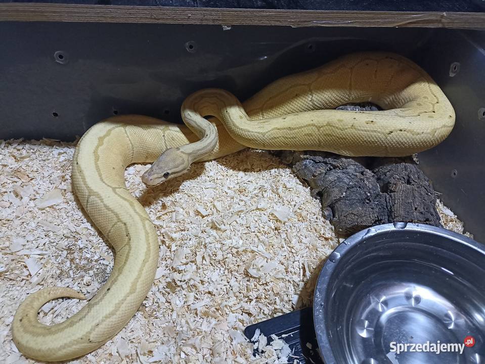 Samica pyton królewski banana pinstripe Warszawa