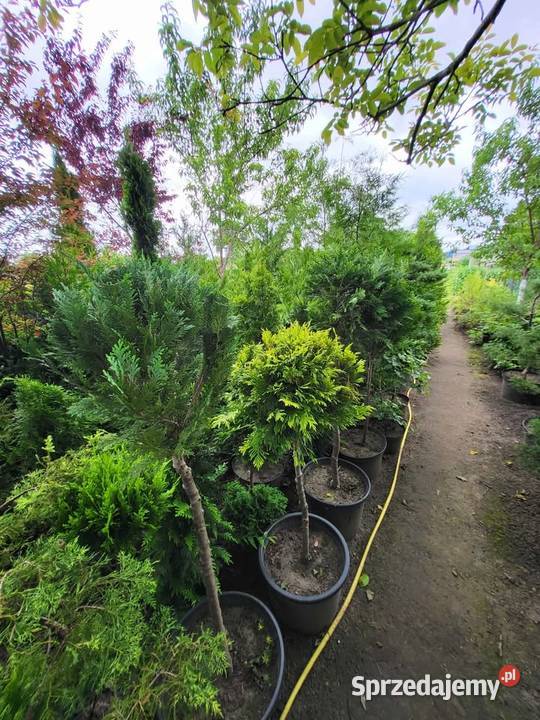 Drzewka Tuje Bonsai Najtaniej w
