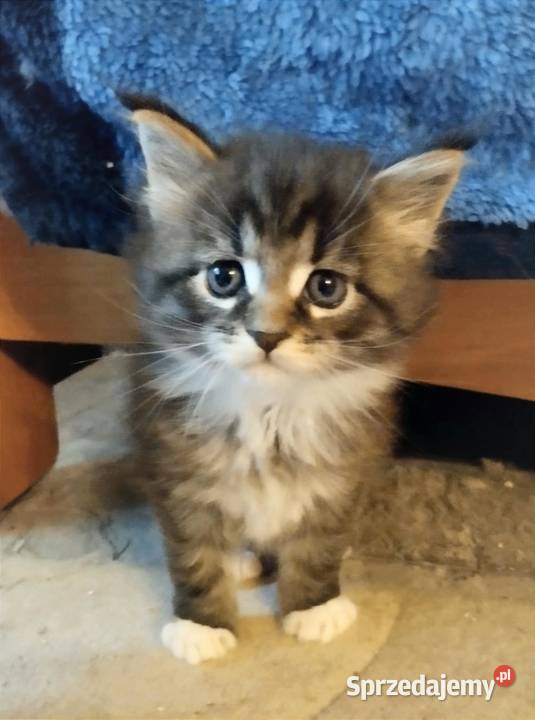 Pati to śliczna kotka rasy Maine Coon Zielona Góra